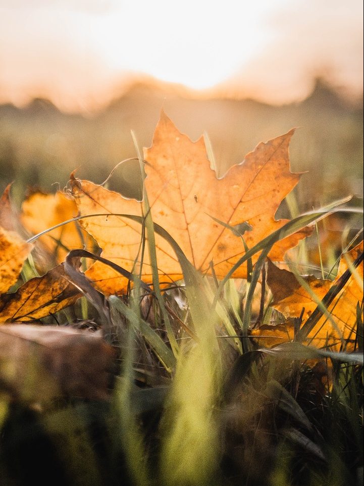 maple, leaf, fall-4624367.jpg